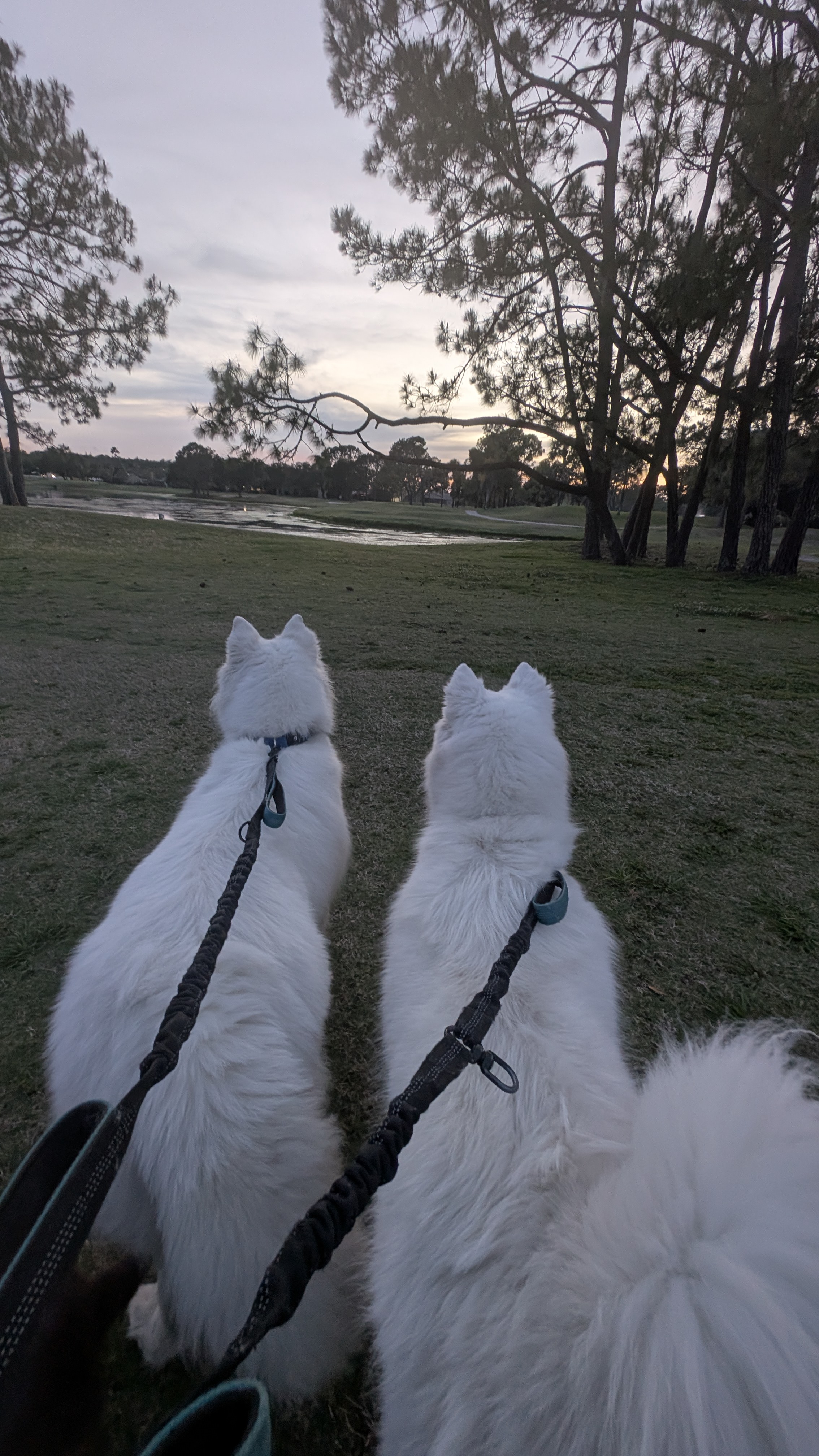 Dog walks service